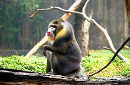 山魈[猴科動物]