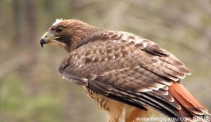 格尼氏雕 格尼氏雕