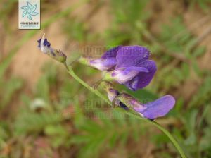 五脈山黧豆 五脈山黧豆