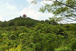 泉州森林公園 泉州森林公園