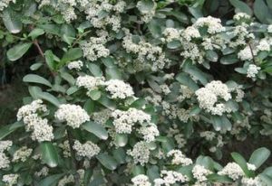 斯雷蒂奧火棘 斯雷蒂奧火棘