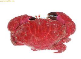 紅色毒蟹 紅色毒蟹
