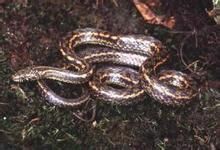 卡西腹鏈蛇 卡西腹鏈蛇