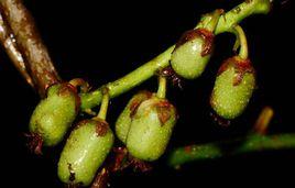 華南獼猴桃 華南獼猴桃