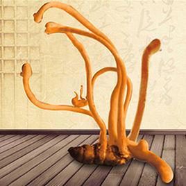 蠶蛹蟲草 蠶蛹蟲草