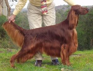 愛爾蘭紅色蹲獵犬