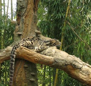 梵淨山雲豹 梵淨山雲豹