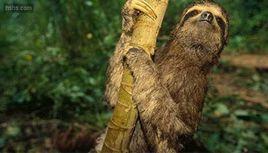 動物未解之謎 動物未解之謎