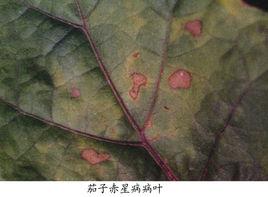 茄子赤星病 茄子赤星病