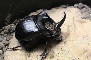 蜣螂蟲[屎殼郎的學名]