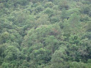 吊腳樓村 吊腳樓村