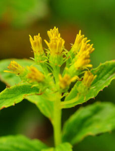 緬甸合耳菊 緬甸合耳菊