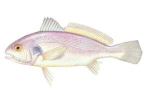 大西洋白姑魚 大西洋白姑魚