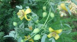 鐵線透骨草 鐵線透骨草