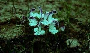 碎米蕨葉馬先蒿 碎米蕨葉馬先蒿