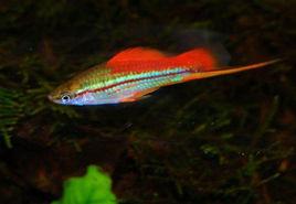 蘋果劍魚 蘋果劍魚