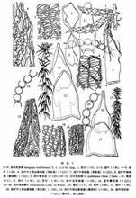 短柄白齒蘚 短柄白齒蘚