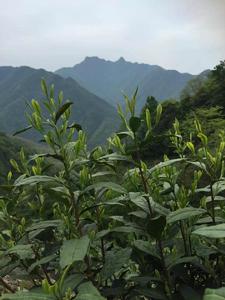 安徽涇縣宋村村