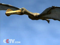 翼手龍類 翼手龍類