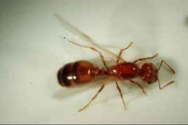 紅火蟻