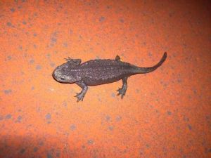 細痣疣螈 細痣疣螈