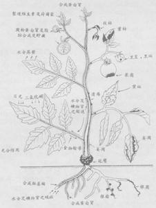 （圖）可可腫枝病毒