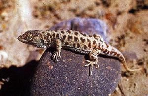 （圖）荒漠麻蜥