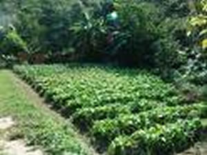 征村鄉（圖）蔬菜園