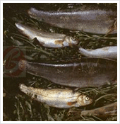 貢山弓魚 貢山弓魚