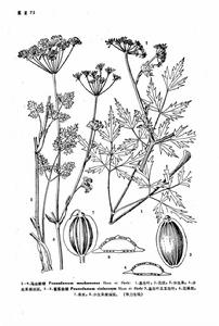 馬山前胡 馬山前胡