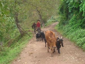 阿茨路自然村 阿茨路自然村