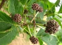 無梗五加（原變種）