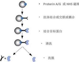 免疫共沉澱 免疫共沉澱
