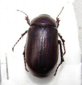 小黑齒爪鰓金龜 小黑齒爪鰓金龜