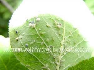 木槿蚜蟲 木槿蚜蟲