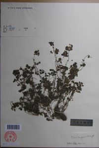 六棱莖冷水花 六棱莖冷水花