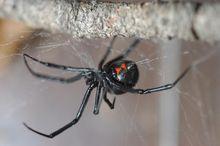 赤背寡婦蛛
