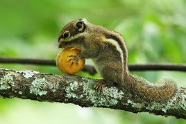 隱紋花松鼠指名亞種 隱紋花松鼠指名亞種