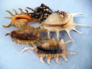 蜘蛛螺屬 蜘蛛螺屬