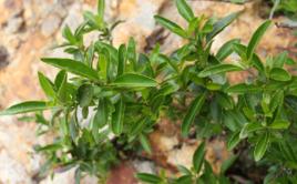 水胡滿根 水胡滿根