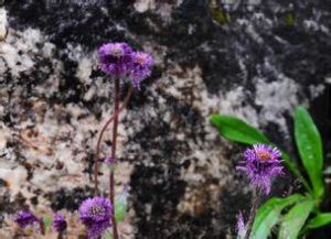 棉毛飛蓬 棉毛飛蓬