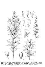 尖葉鐵掃帚[豆科胡枝子屬植物]