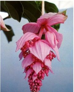 海南美丁花 海南美丁花