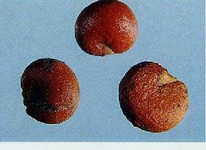 斂肺止咳劑 斂肺止咳劑