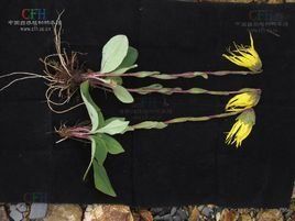 向日垂頭菊 向日垂頭菊