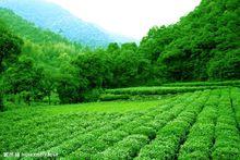 安溪——長坑鄉.茶山景觀