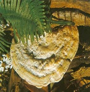 朴樹多年臥孔菌