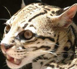 孟加拉豹貓 孟加拉豹貓