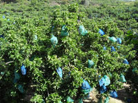 莆田桂圓生產基地