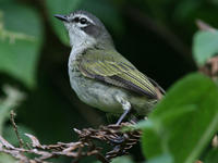 委內瑞拉小霸鶲 委內瑞拉小霸鶲